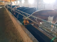 İnek, Swiss cattle — foto 5