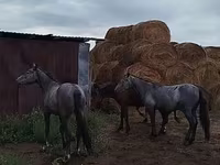 Horse (M), Horse breed — photo 4