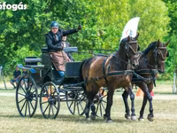 Pastuv, Nonius horse — fotografija 5