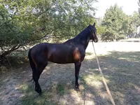 گھوڑا, Thoroughbred horse — تصویر 1