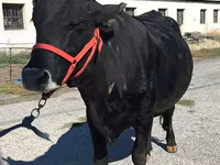 Ko, Nötkreatur — foto 7