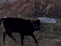Býk, Swedish red cattle — foto 1