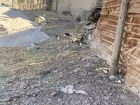 Chickens — Foto 1