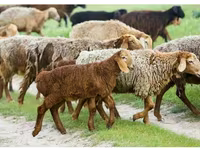قوچ, Hissar sheep — عکس 1