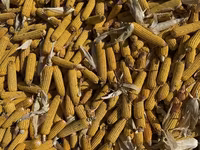 УРОЖАЙ 2026 ГОДА ❕ Кукуруза кормовая в початках🌽 Сорт «Торро» 🌽 Цена — ảnh 2