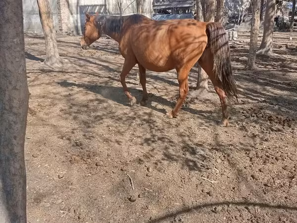 Кобила, Коне