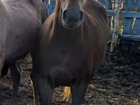 Kuda (lot, jantina tidak dinyatakan), Horse breed — foto 5