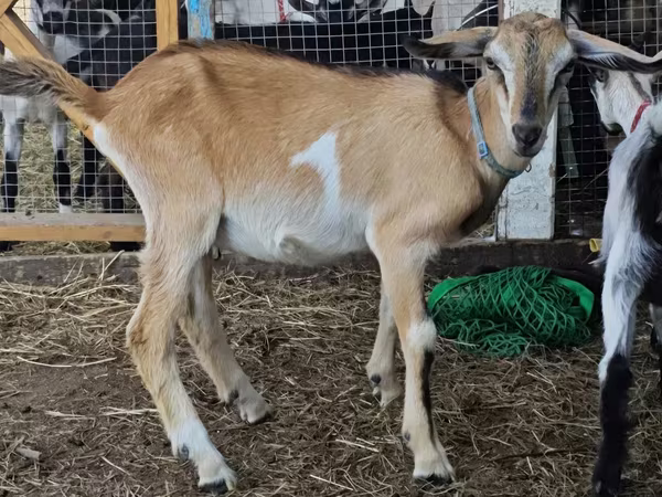 Kozel, Nubian Goat