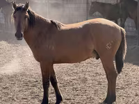 اسب نر, Mugalzhar horse — عکس 1