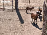 Kambing jantan, Cameroon sheep — foto 2