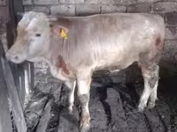 Bou, Simmental cattle — foto 3