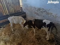 گاو نر, Russian Black pied cattle — عکس 1