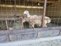 Carnero, Arashan sheep — foto 4