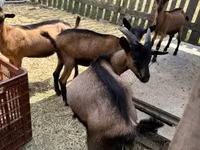 Kambing jantan, Alpine goat — foto 1