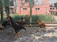 Chickens — عکس 6