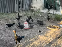 Chickens — รูปภาพ 7