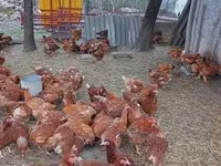 Chickens — sawirka 2