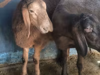 Montone, Arashan sheep — foto 1