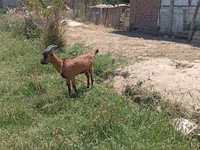 عنزة, Saanen goat — الصورة 2