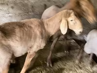 قوچ, Rhon sheep — عکس 6
