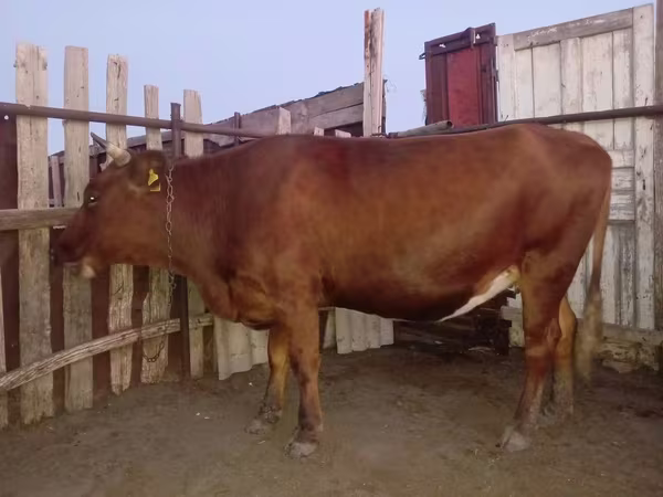 گاو ماده, Latvian Blue cattle