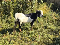 Kambing jantan, Alpine goat — foto 2