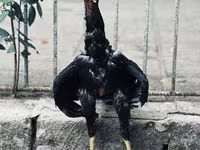 Guinea fowl — φωτογραφία 1