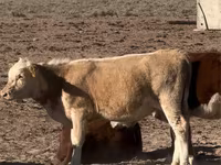 گاو ماده, Latvian Blue cattle — عکس 6