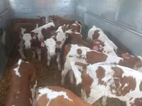 گاو نر, Simmental cattle — عکس 2