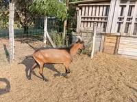 公山羊, Alpine goat — 照片 5
