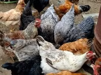 Chickens — foto 3