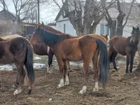 Merrie, Kazakh horse — foto 2