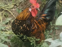 Chickens — foto 6