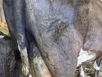 பசு, Swiss cattle — புகைப்படம் 3