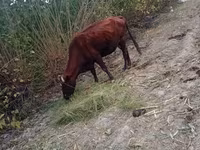Dibi, Cattle — sawirka 1