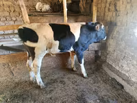 Bò đực, Giống Holstein — ảnh 5