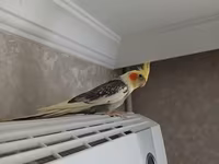 Nimfa (cockatiel) tutuquşu və qəfəs dəsti - Növ: Nimfa (cockatiel) – — الصورة 2