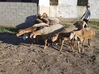 Kambing betina, Hissar sheep — foto 8