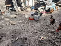 Chickens — عکس 3