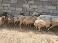 Biri-biri (lot, jantina tidak dinyatakan), Sheep — foto 7