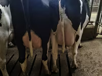 Bò cái, Giống Holstein — ảnh 6