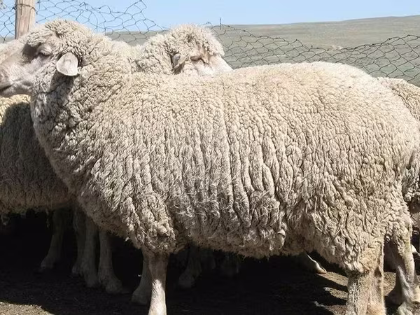 Ido (xirmo, jins lama sheegin), Australian merinos sheep