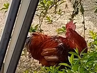 Chickens — புகைப்படம் 1