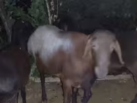 公羊, Blackheaded Persian sheep — 照片 2