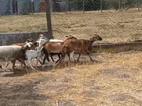 Модагӯсфанд, Cameroon sheep — акс 5