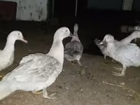 Ducks — foto 2