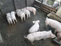 Boar, Pigs — photo 2