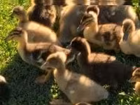 Ducks — ảnh 2