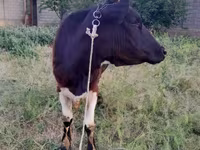 Kuh, Swiss cattle — Foto 3