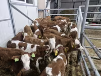ثور, Simmental cattle — الصورة 3